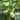 Jade Maiden Cucumber Seeds, 10 Seeds