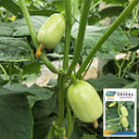 Jade Maiden Cucumber Seeds, 10 Seeds