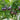 688 Blueberry Dessert Tomato, 5 Seeds
