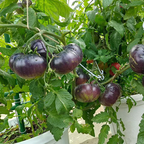 688 Blueberry Dessert Tomato, 5 Seeds