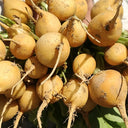 Yellow Cherry Radish, 10g