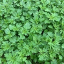 Motherwort seeds, 50g