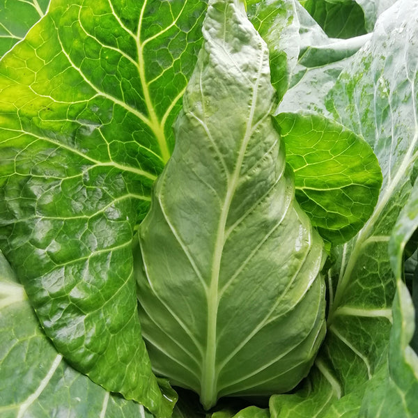 Huachen Oxheart Cabbage Seeds, 10g