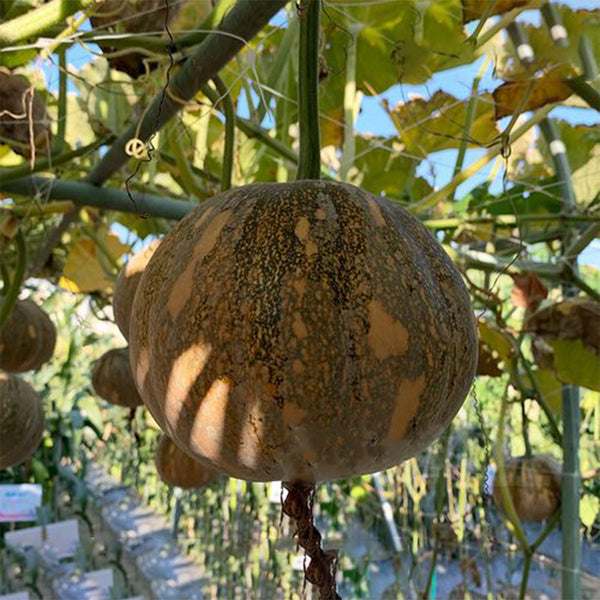 Xiangmi Small Pumpkin Seeds