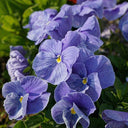 Super Bingo Series Blue Pansy Seeds, 100 Seeds