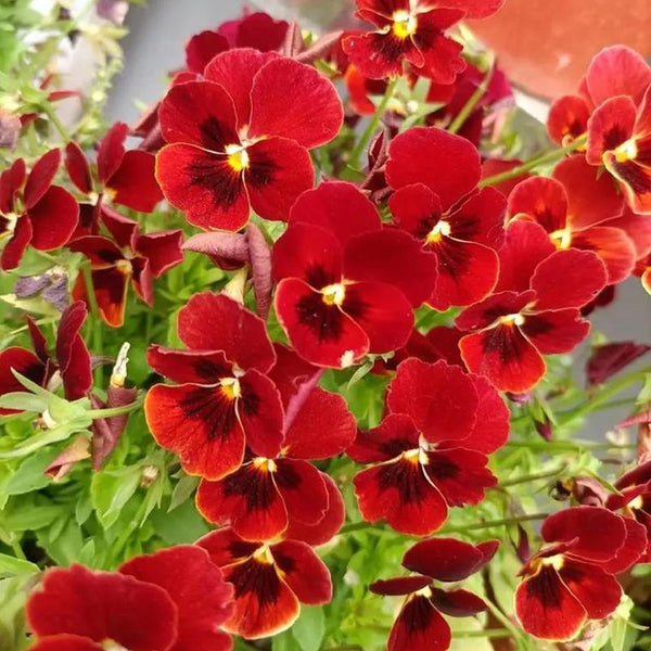 Hezhichun Pansy 'Vermilion Mole', 30 Seeds