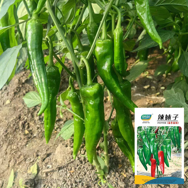 Lameizi Chili Pepper Seeds, 1g