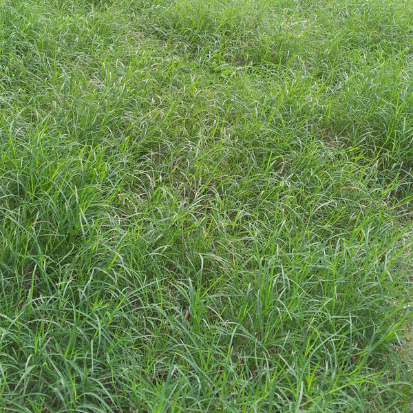 Red Fescue Seeds, 500g
