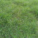 Red Fescue Seeds, 500g