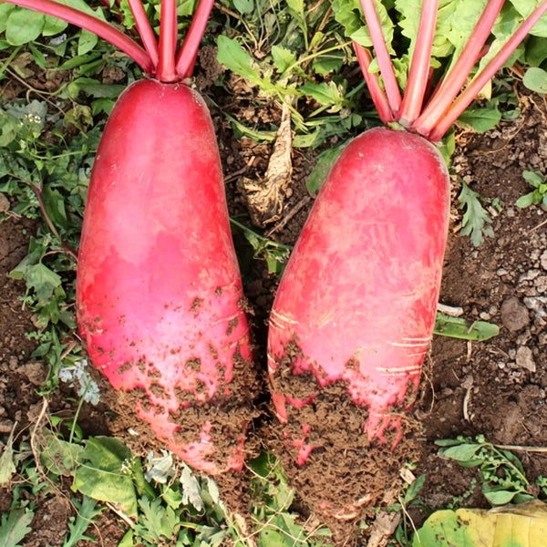 'Qishan Laobukang No.2' Water Radish Seeds, 20g
