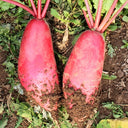 'Qishan Laobukang No.2' Water Radish Seeds, 20g
