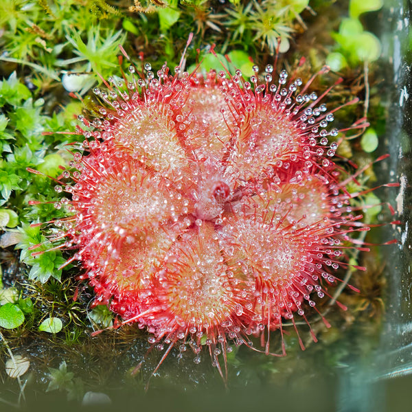 Drosera burmannii 'Humpty Doo' Seeds, 100 Seeds