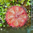 Drosera burmannii 'Humpty Doo' Seeds, 100 Seeds