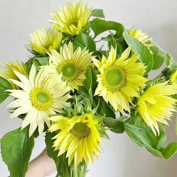 'Lotus Emergence' Sunflower, 10 Seeds