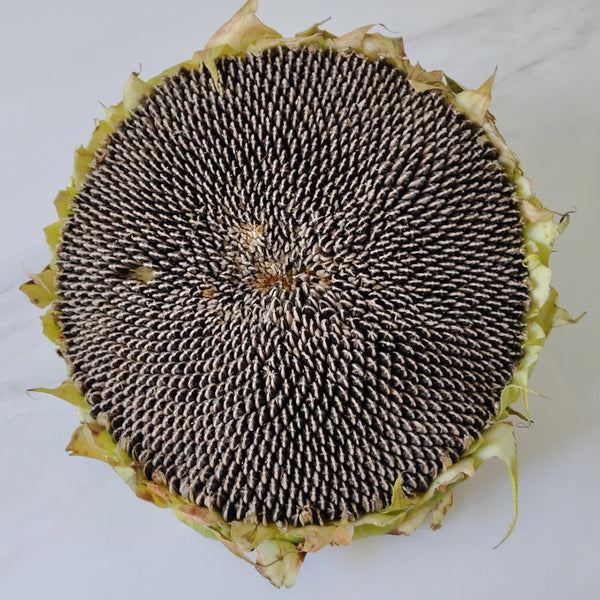 Large-seeded Edible Sunflower Seeds, 10g