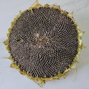 Large-seeded Edible Sunflower Seeds, 10g