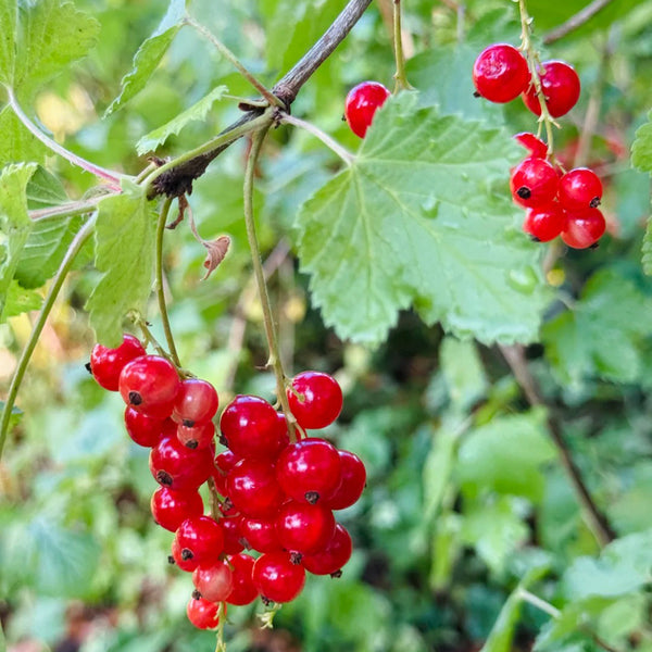 Red Currant, 10 Seeds