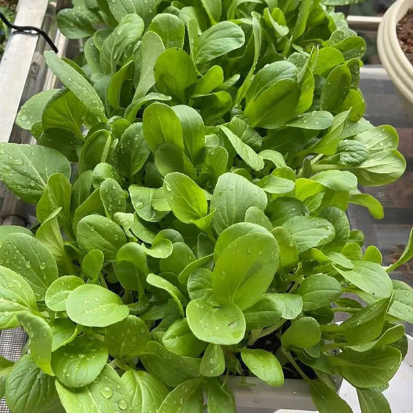 Jiemei Fast-growing Baby Bok Choy Seeds, 20g