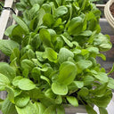 Jiemei Fast-growing Baby Bok Choy Seeds, 20g
