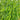 White Flower Double Pod Snow Pea, 50 Seeds