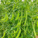 White Flower Double Pod Snow Pea, 50 Seeds