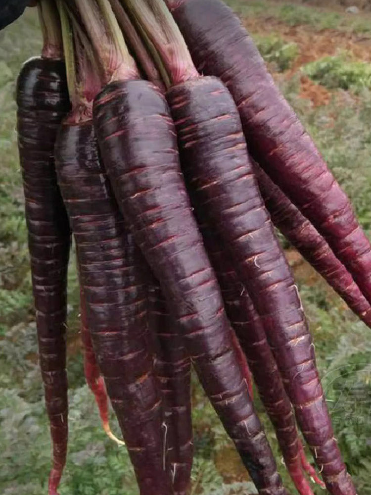 Blackish Purple Carrot Seeds, Pack of 380