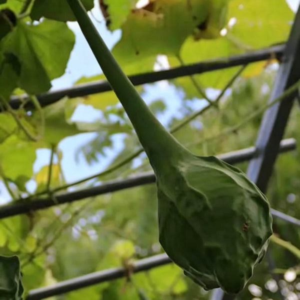 Crane Head Gourd, 15 Seeds