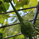 Crane Head Gourd, 15 Seeds