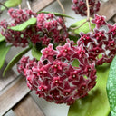 Hoya pubicalyx 'Pink Silver', 5 Cuttings