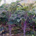Purple Kale, 50 Seeds