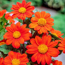 Mexican Sunflower, 200 Seeds