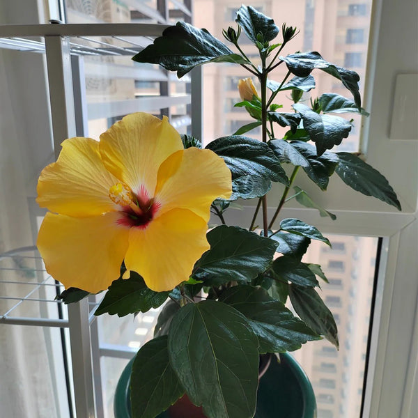Pale Yellow Hibiscus, 20 Seeds
