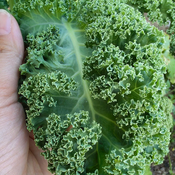 Firenze Kale, 100 Seeds