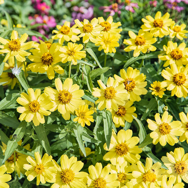 W1344 Zahara Yellow Zinnia, 100 Seeds