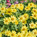 W1344 Zahara Yellow Zinnia, 100 Seeds