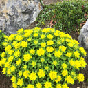 Cushion Spurge, 5 Seeds
