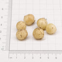 U2220 Turquoise Lachenalia Bulbs, 0.43-0.51 in (1.1-1.3 cm), 2 Bulbs