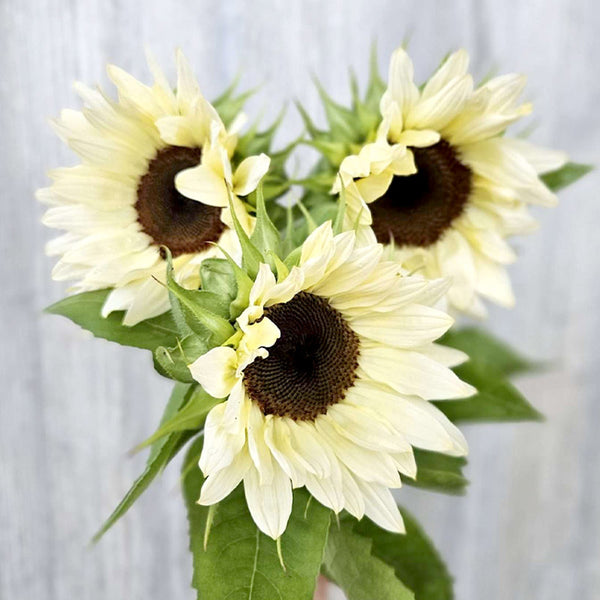 'White Lover' Sunflower, 6 Seeds
