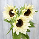 'White Lover' Sunflower, 6 Seeds