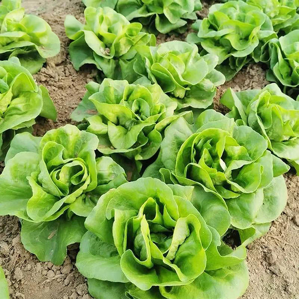 Jiemei Butter Leaf Lettuce, 2000 Seeds
