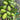 West Indian Gherkin, 10~20 Seeds