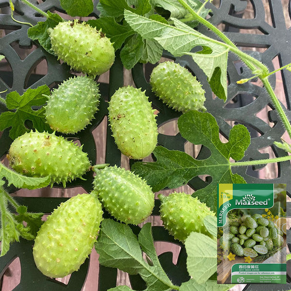 West Indian Gherkin, 10~20 Seeds