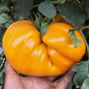 703 Orange Happiness Ukrainian Tomato, 5 Seeds