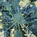 GreenVigour 80 Broccoli Seeds, 1000 Seeds