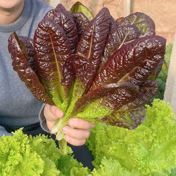 Purple Peacock Lettuce Seeds, 5g