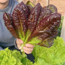 Purple Peacock Lettuce Seeds, 5g
