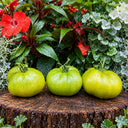 516 Max's Large Green Tomato, 5 Seeds
