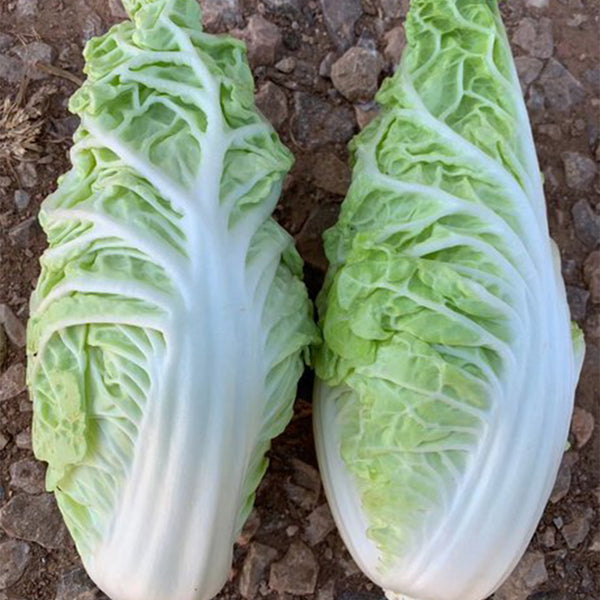 Chunmei F1 Hybrid Chinese Cabbage Seeds, 5g