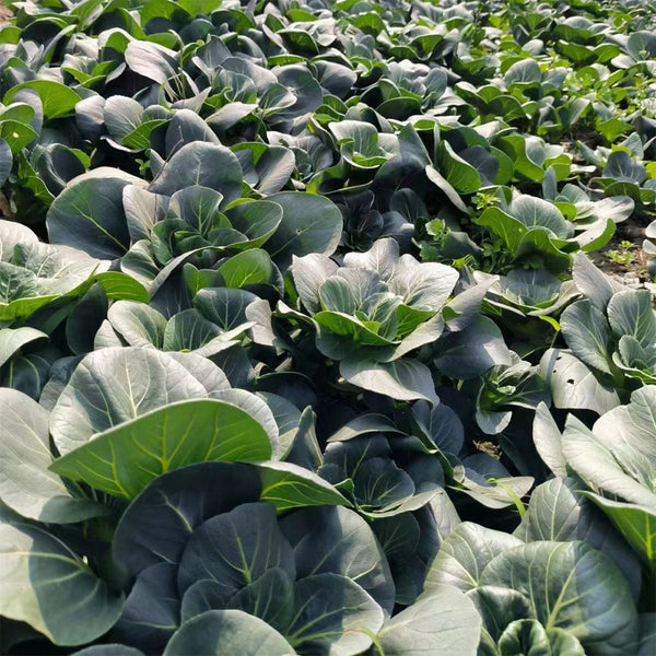 'Meijiaqi' Suzhou Dwarf Pak Choi Seeds, 20g