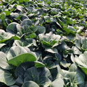 'Meijiaqi' Suzhou Dwarf Pak Choi Seeds, 20g